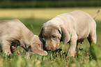 Weimaraner Puppies