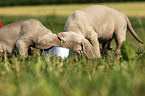 Weimaraner Puppies