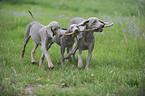 3 shorthaired Weimaraner