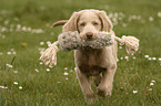 longhaired Weimaraner puppy