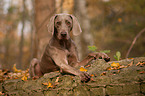 lying shorthaired Weimaraner