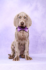 shorthaired Weimaraner puppy