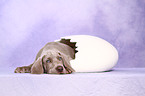 shorthaired Weimaraner puppy