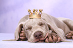 shorthaired Weimaraner puppy