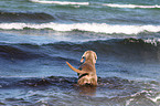 bathing shorthaired Weimaraner