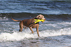 playing shorthaired Weimaraner