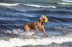 shorthaired Weimaraner