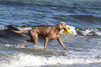 playing shorthaired Weimaraner