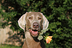 shorthaired Weimaraner with rose