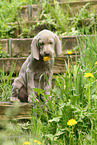 shorthaired Weimaraner puppy