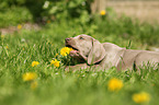 shorthaired Weimaraner puppy