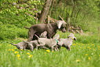 shorthaired Weimaraner puppies