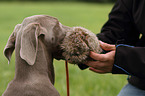 young shorthaired Weimaraner