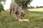 young shorthaired Weimaraner