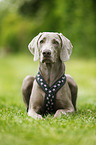 lying shorthaired Weimaraner