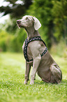 sitting shorthaired Weimaraner