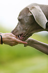 eating shorthaired Weimaraner
