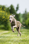 running shorthaired Weimaraner
