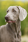 shorthaired Weimaraner portrait