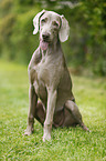 sitting shorthaired Weimaraner