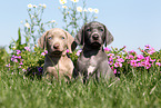 2 Weimaraner Puppies