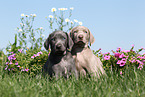 2 Weimaraner Puppies