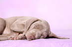 Weimaraner Puppy