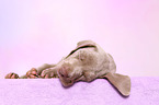 Weimaraner Puppy