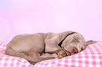 Weimaraner Puppy