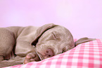Weimaraner Puppy