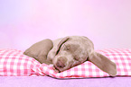 Weimaraner Puppy