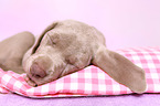 Weimaraner Puppy