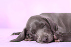 Weimaraner Puppy