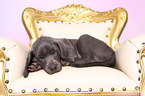 Weimaraner Puppy