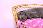 Weimaraner Puppy