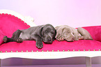 2 Weimaraner Puppies