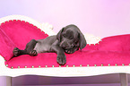 Weimaraner Puppy