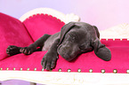 Weimaraner Puppy