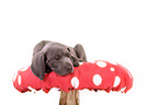 Weimaraner Puppy