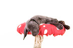 Weimaraner Puppy
