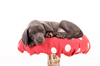 Weimaraner Puppy