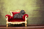 Weimaraner Puppy