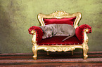 Weimaraner Puppy