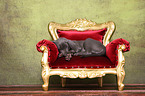 Weimaraner Puppy