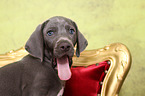 Weimaraner Puppy