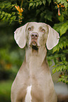 Weimaraner Portrait