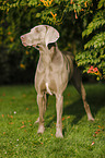 Weimaraner