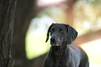 Weimaraner Portrait