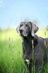 Weimaraner Portrait