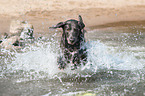 running Weimaraner